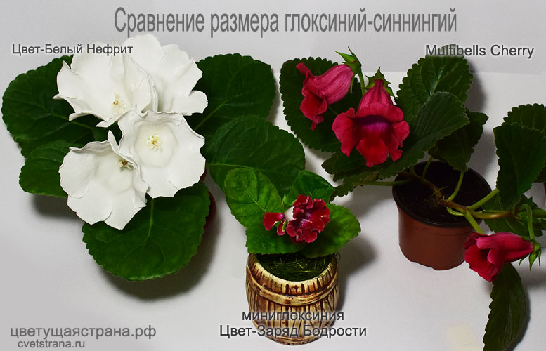 Белый-Нефрит-+-Multibells-Cherry-+-Заряд-Бодрости.jpg