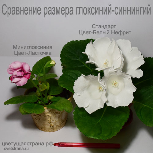 Ласточка-+-Белый-Нефрит.jpg