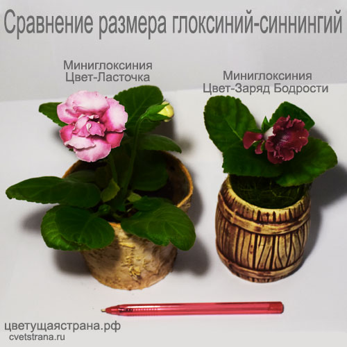Ласточка-+-Заряд-Бодрости.jpg