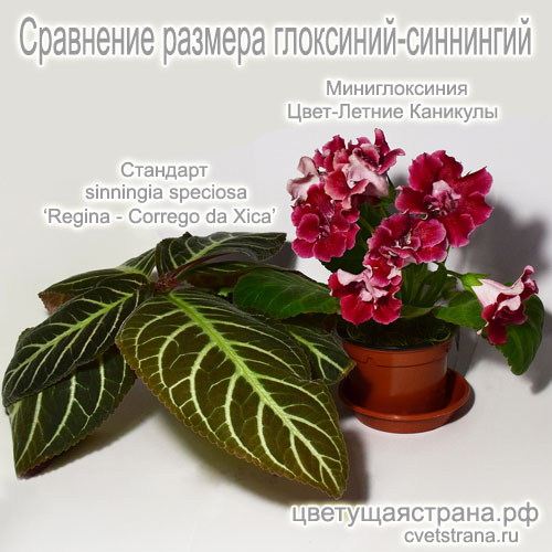 da-Xica-+-Летние-Каникулы.jpg