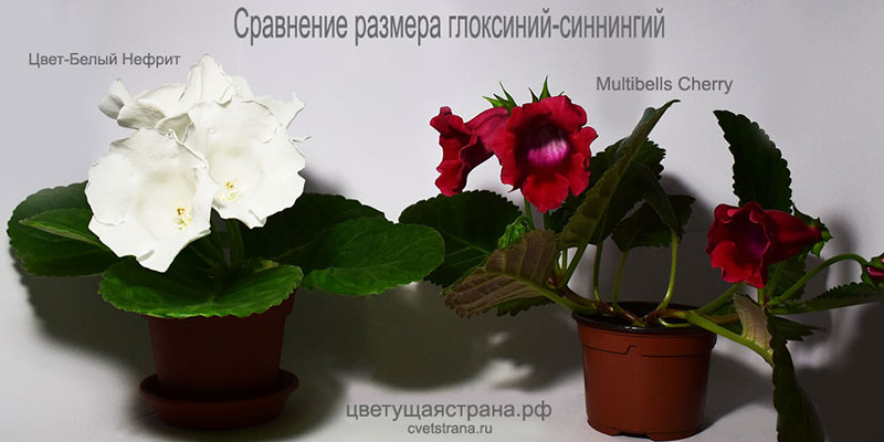 Белый-Нефрит-+-Multibells-Cherry-800pi.jpg