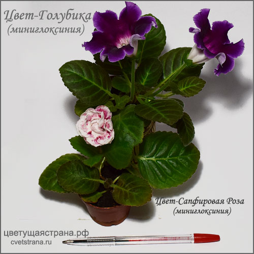 Цвет-Голубика-+-Цвет-Сапфировая-Роза.jpg