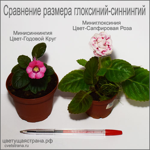 Цвет-Годовой-Круг-+-Цвет-Сапфировая-Роза.jpg