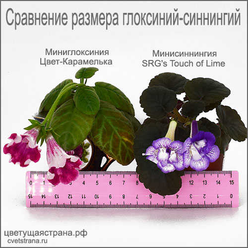 Цвет-Карамелька-+-SRGs Touch of Lime.jpg