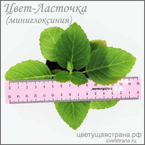 Зацветает-Цвет-Ласточка.jpg