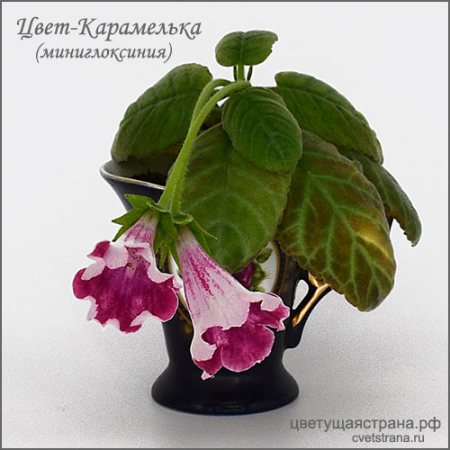 Цвет-Карамелька-в-чашечке.jpg