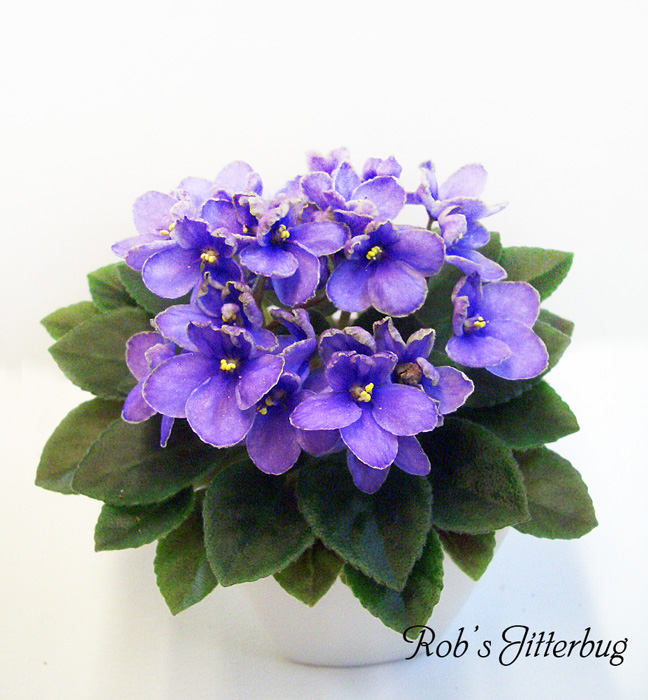 Rob's Jitterbug (1).JPG