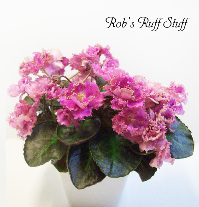Rob's Ruff Suff (2).JPG