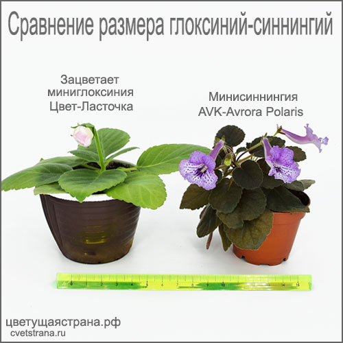Цвет-Ласточка-+-AVK-Avrora-Polaris.jpg