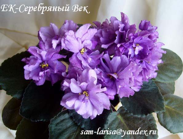 ЕК-Серебряный Век.jpg