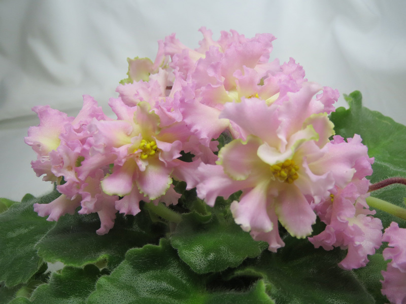 РМ-Солнышко Июля.jpg