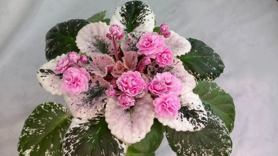 Rose Bouquet.jpg