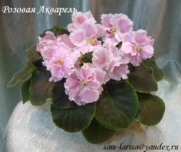 Розовая Акварель х.jpg