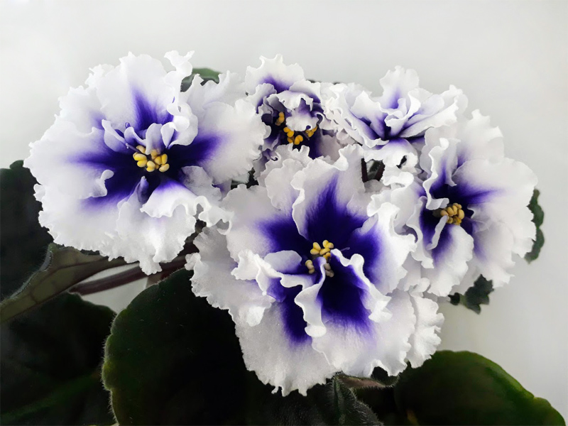 Dn-Royal Blue.jpg