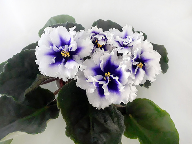 Dn-Royal Blue1.jpg
