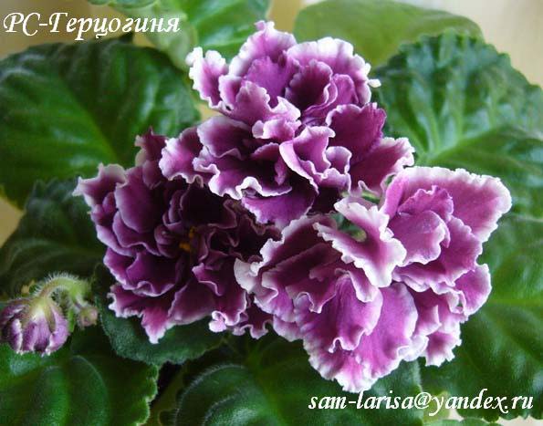 РС-Герцогиня.jpg