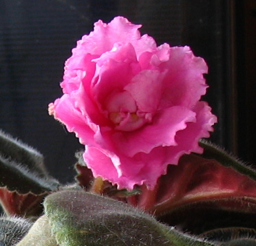 c7655c7f1ea90400eb6497f9727d7784.jpg