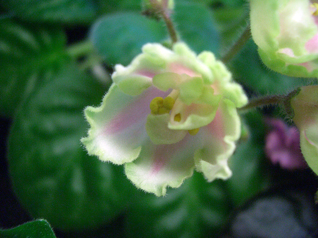 ЛЕ-Ярита химера.jpg