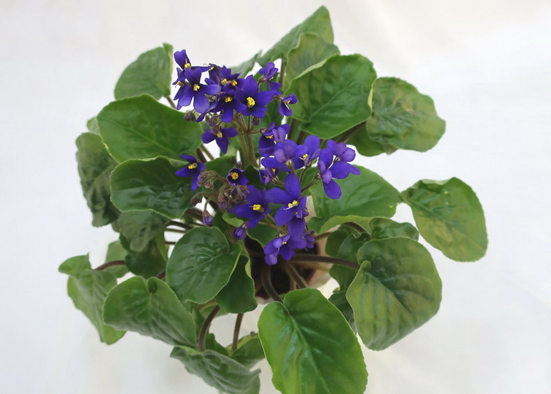 S.orbicularis var.purpurea  Н.Старостенко.JPG