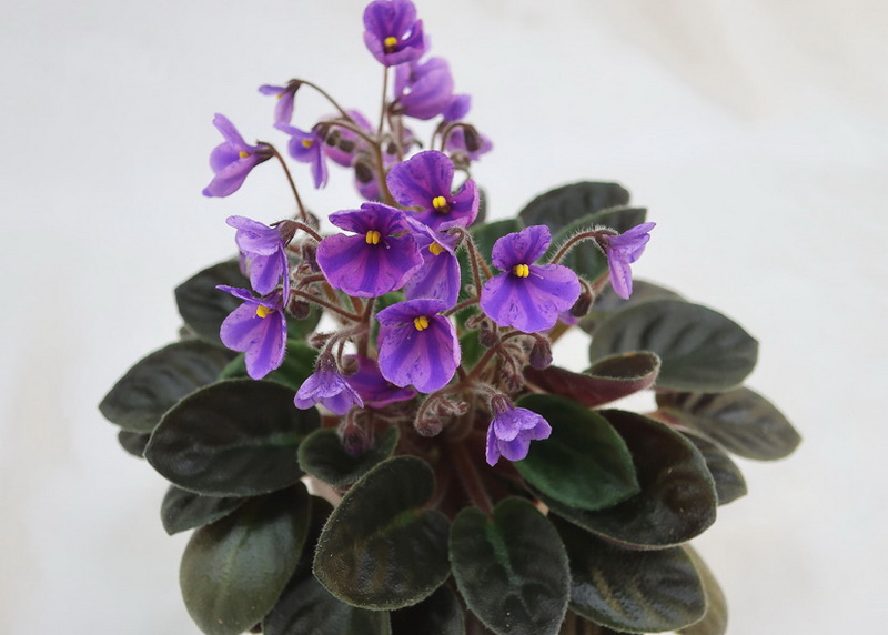 Fay's Teva Michelle (F. Wagman)  Н.Старостенко.JPG