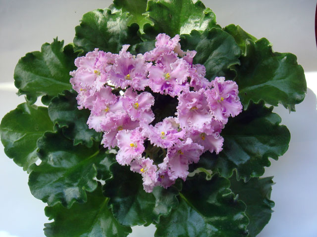 Rosie-Ruffles спорт.jpg