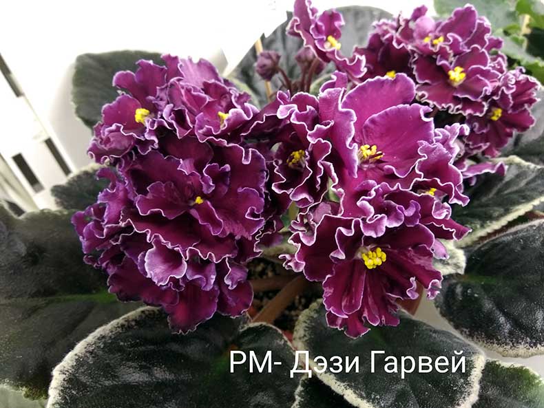 кузина_РМ-Дэзи_Гарвей.jpg