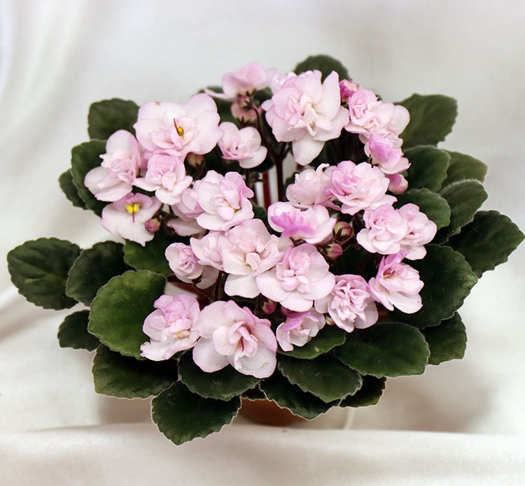 Ness Satin Rose.jpg