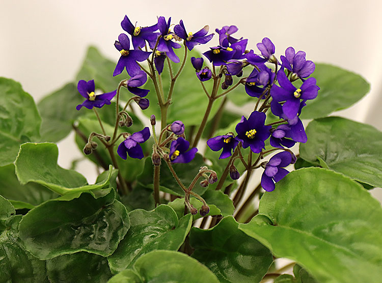 S. orbicularis var. Purpurea.jpg