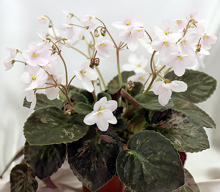 S. diplotricha Parker mosaic.jpg