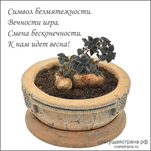 Клубень-Идет-Весна.gif