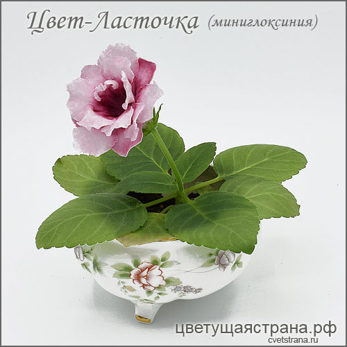 Цвет-Ласточка-февраль21+св.jpg