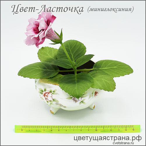 Цвет-Ласточка-февраль21-с-линеечкой+св.jpg