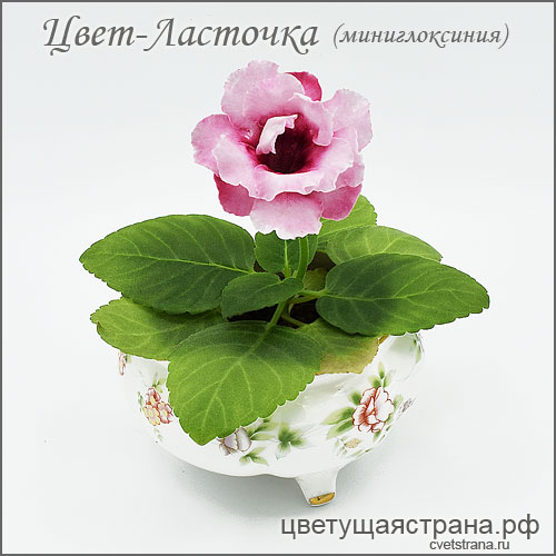 Цвет-Ласточка-февраль21-анфас.jpg
