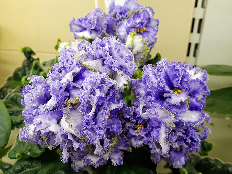 ЛЕ-Юлия. Копейкина.jpg