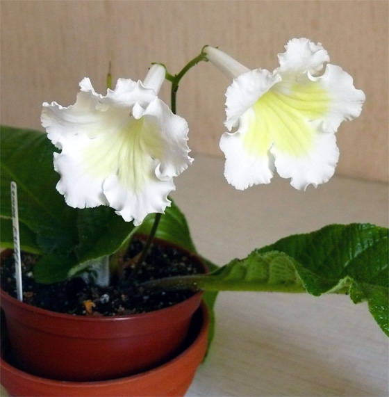Lemon Frills.jpg