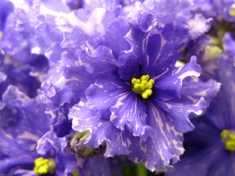 Кузина ПТ-Агния.JPG