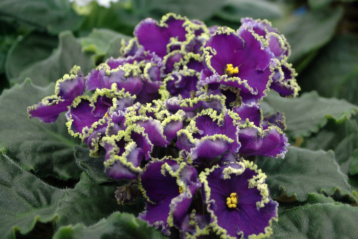 Emerald-Lace.jpg