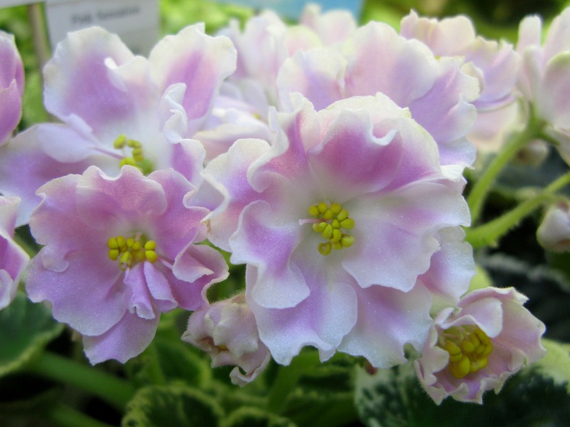 Нестерова Pink Sensation.JPG