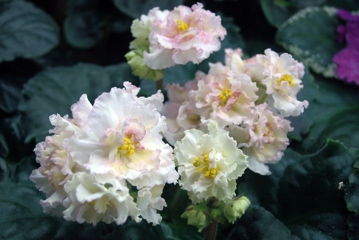 Sunkissed-Rose.jpg