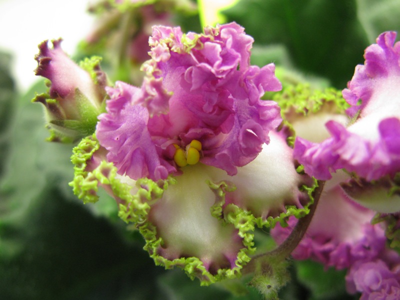 Тюрина ВаТ-Синичка.JPG