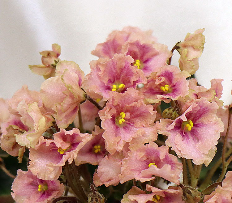 Rob's Antique Rose_.jpg