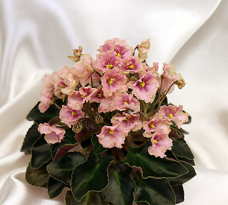 Rob's Antique Rose.jpg