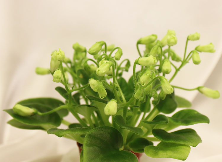 Emerald Bell.jpg