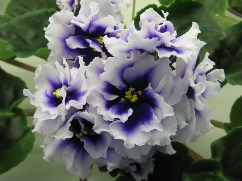 Данилина Royal Blue.JPG