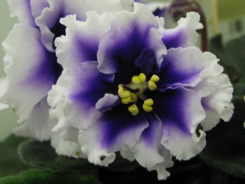 Карпова Dn-Royal Blue.JPG