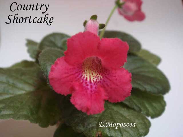 Country-Shortcake..jpg