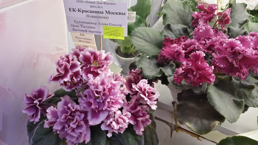ЕК-Красавица Москвы.jpg