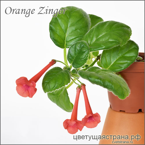 Orange-Zinger-ампель.jpg