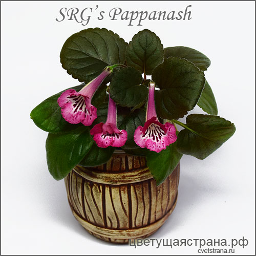 SRG's-Pappanash.jpg