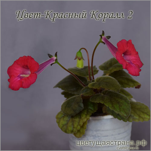 Красный-Коралл-2-в маленьком стаканчике.jpg
